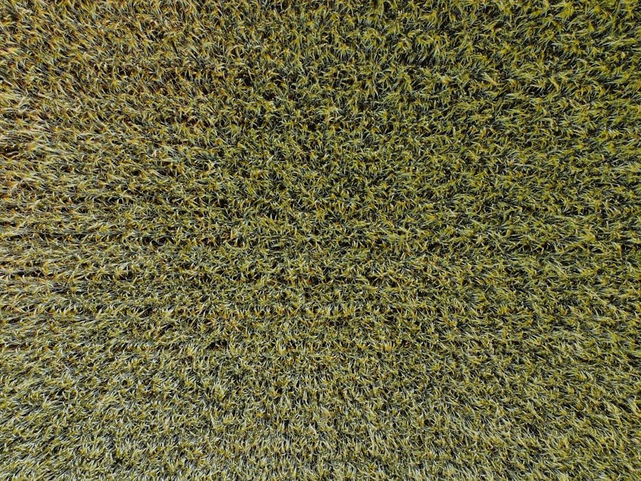 deep clean car carpets