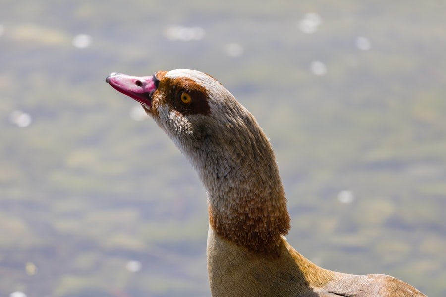 tongue weight