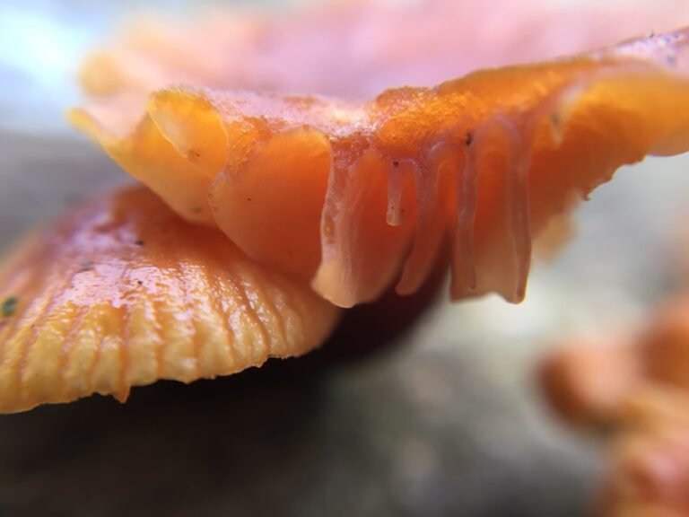 Photo How to sear scallops with a golden crust?