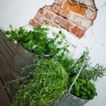 Photo How to store fresh herbs to last longer?