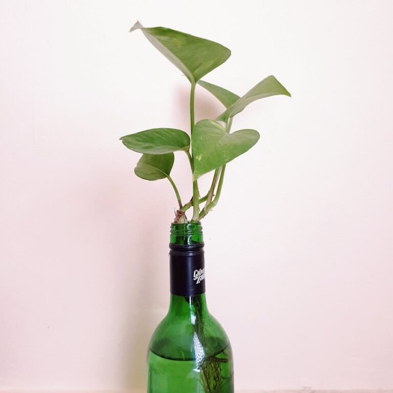 Photo How to use a glass bottle planter effectively?
