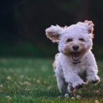 Photo Happy Mod icon