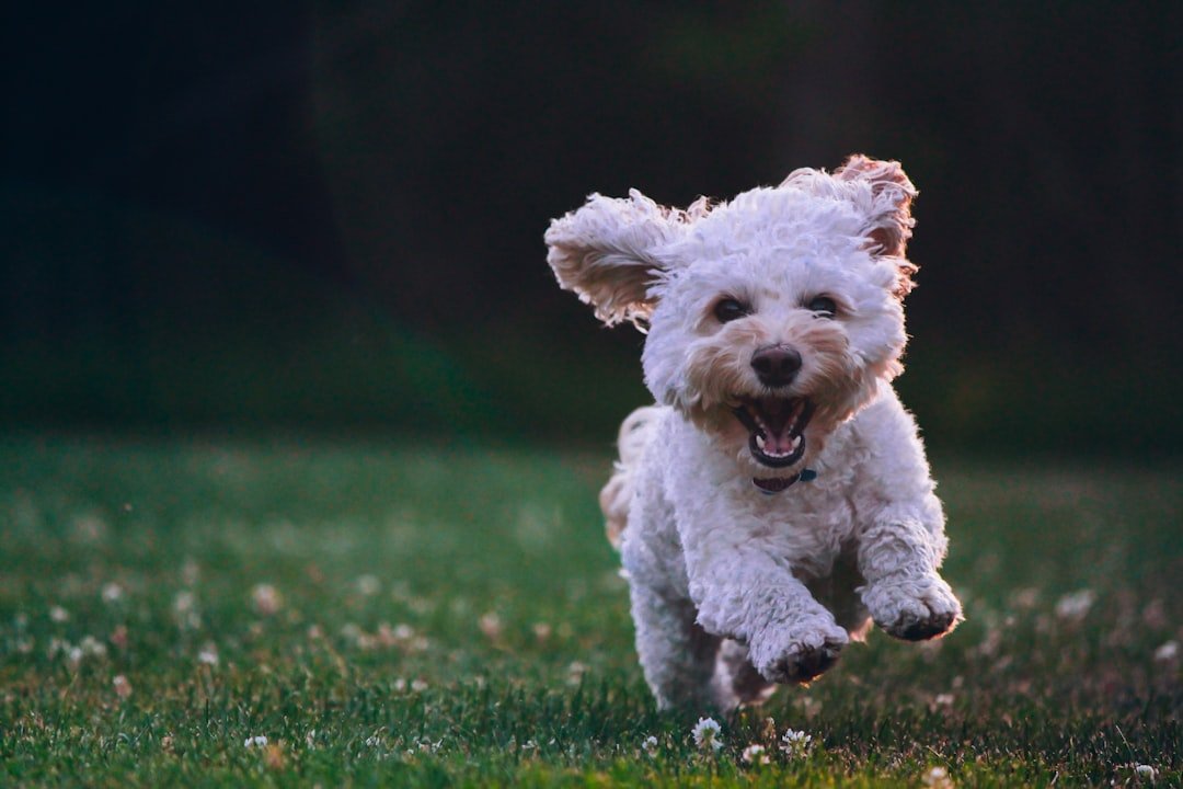 Photo Happy Mod icon